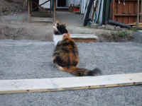 070812(007).jpg (98381 bytes)